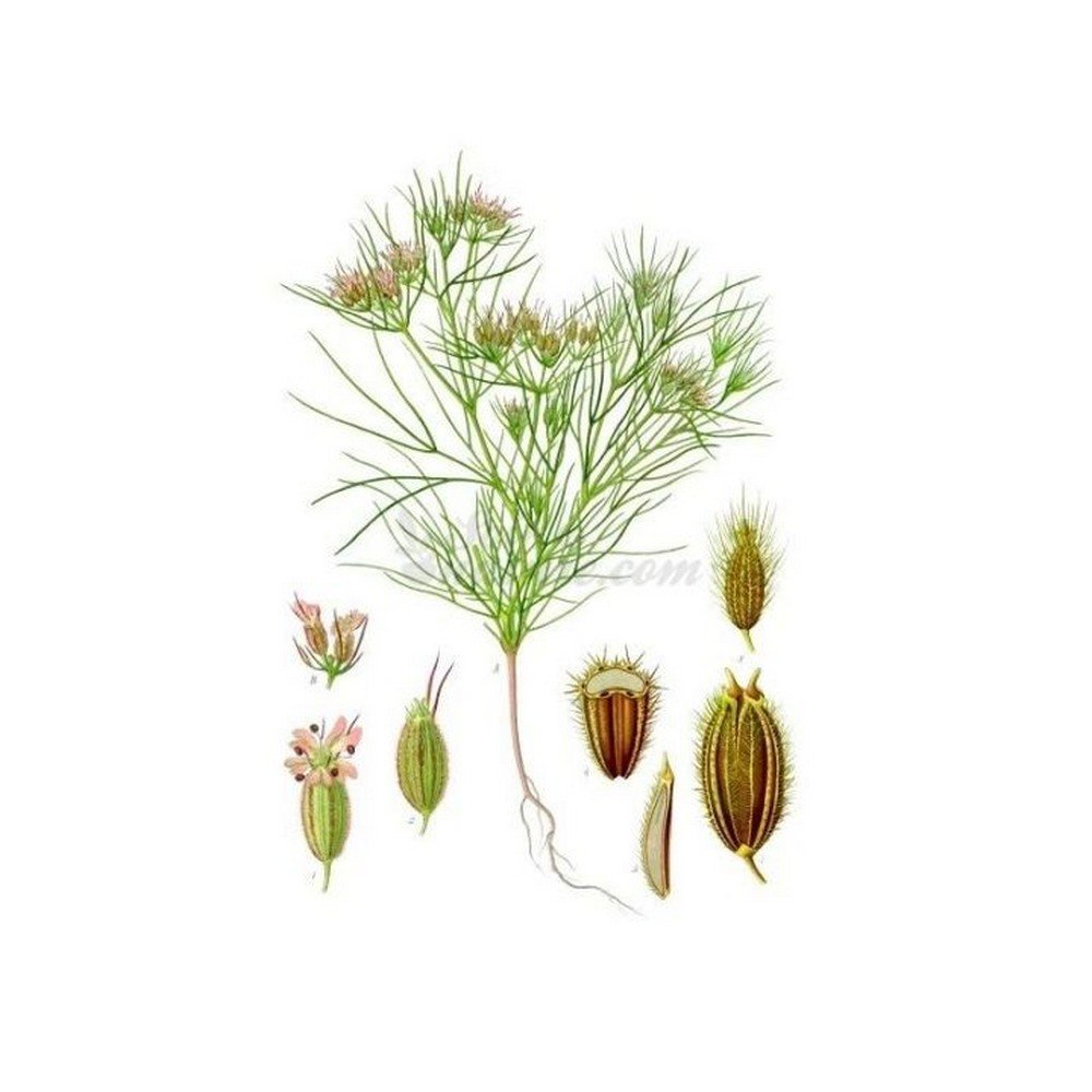 cumin-cuminum-cyminum-fruit