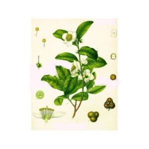 green-tea-whole-leaves