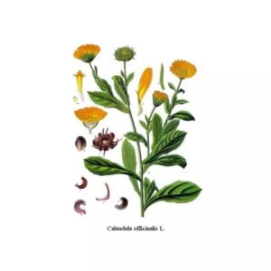 marigold-petal-whole
