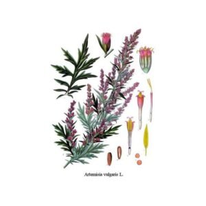 mugwort-vulgar-leaf-herboristerie-artemisia