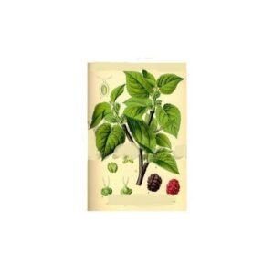 mulberry-leaf-cut-morus-nigra