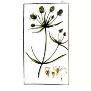 psyllium-black-seeds
