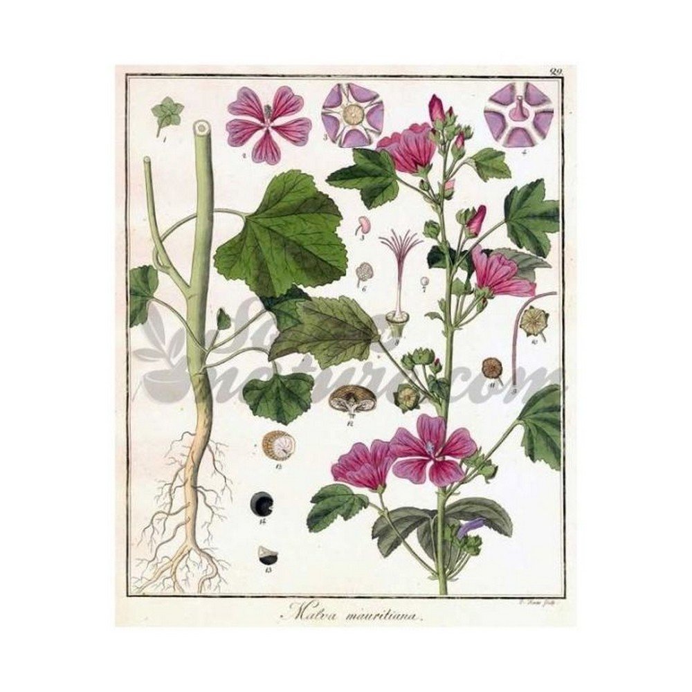 purple-wild-leaf-cut