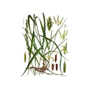 quackgrass-small-rhizome-cut-iphym-herbalism