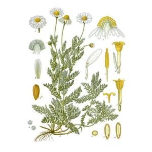 roman-chamomile-floral-capitol-around