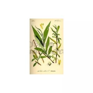 willow-bark-cut-iphym-herbalism