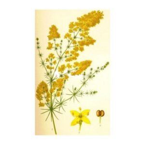 yellow-bedstraw-caille-milk